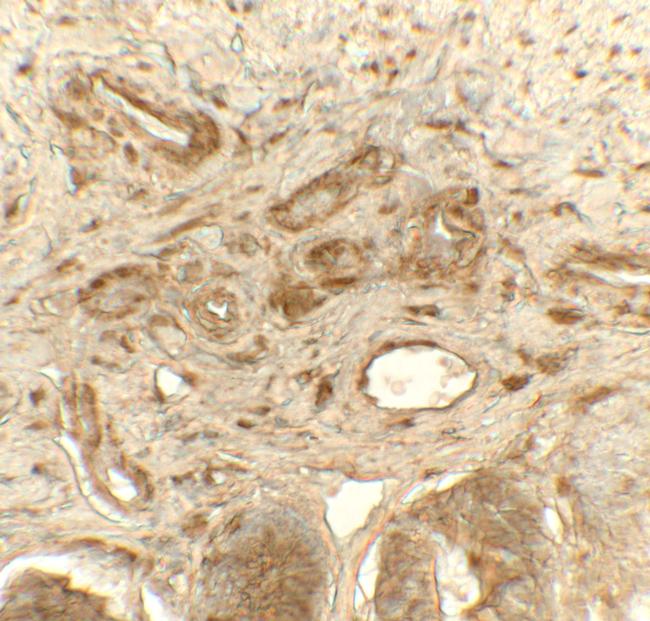 PDI Antibody in Immunohistochemistry (Paraffin) (IHC (P))