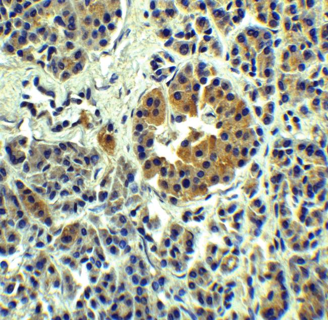 SLC30A8 Antibody in Immunohistochemistry (Paraffin) (IHC (P))