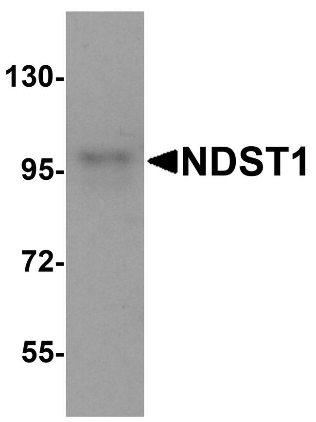 NDST1 Antibody in Western Blot (WB)