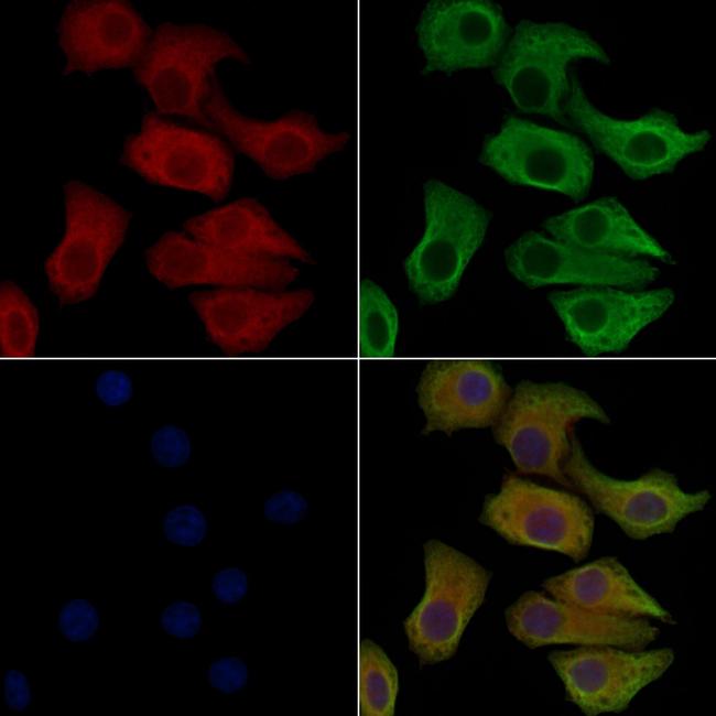 Phospho-Aconitase 1 (Ser711) Antibody in Immunocytochemistry (ICC/IF)