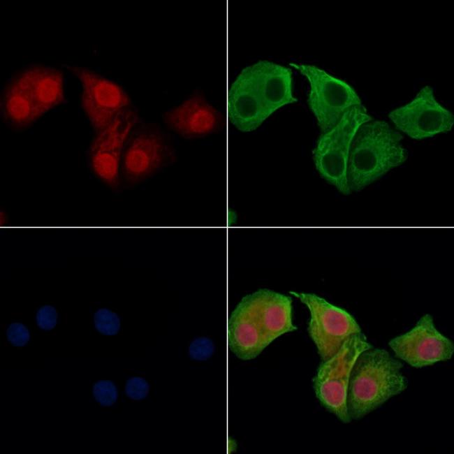 Phospho-IRF7 (Ser471, Ser472) Antibody in Immunocytochemistry (ICC/IF)