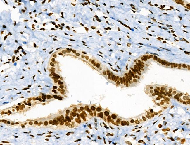 Phospho-JAK2 (Tyr1008) Antibody in Immunohistochemistry (Paraffin) (IHC (P))