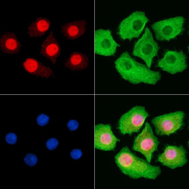 Phospho-MCM2 (Ser41) Antibody in Immunocytochemistry (ICC/IF)