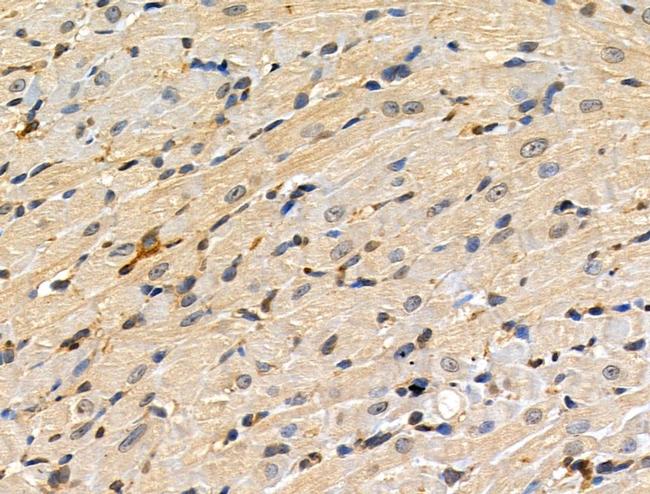 Phospho-MEK3/MEK6 (Ser189, Thr193) Antibody in Immunohistochemistry (Paraffin) (IHC (P))