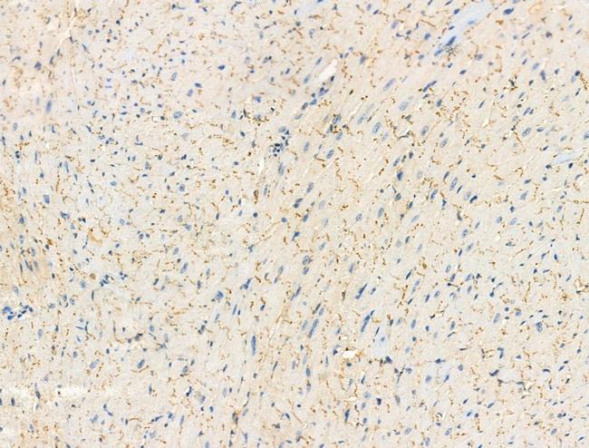 Phospho-Phospholamban (Ser714) Antibody in Immunohistochemistry (Paraffin) (IHC (P))