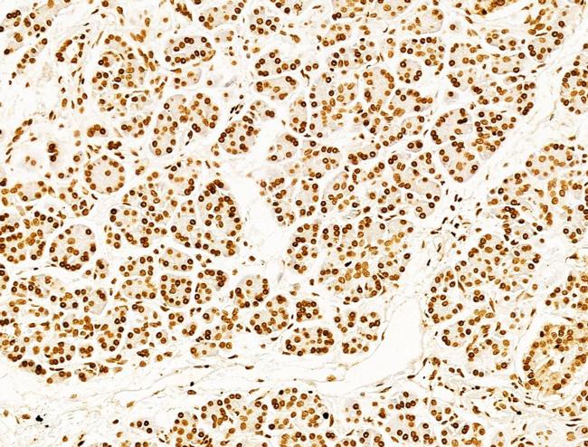 Phospho-SHP2 (Tyr580) Antibody in Immunohistochemistry (Paraffin) (IHC (P))