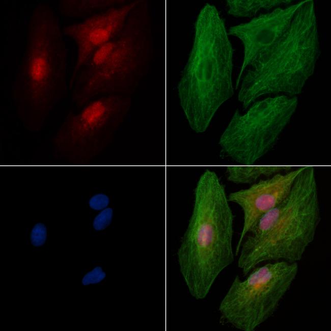 Phospho-SRPK2 (Thr492) Antibody in Immunocytochemistry (ICC/IF)