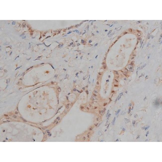 Phospho-Tau (Ser721) Antibody in Immunohistochemistry (Paraffin) (IHC (P))