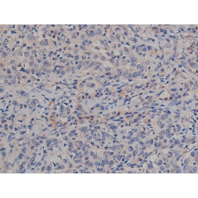 Phospho-Tau (Ser739) Antibody in Immunohistochemistry (Paraffin) (IHC (P))