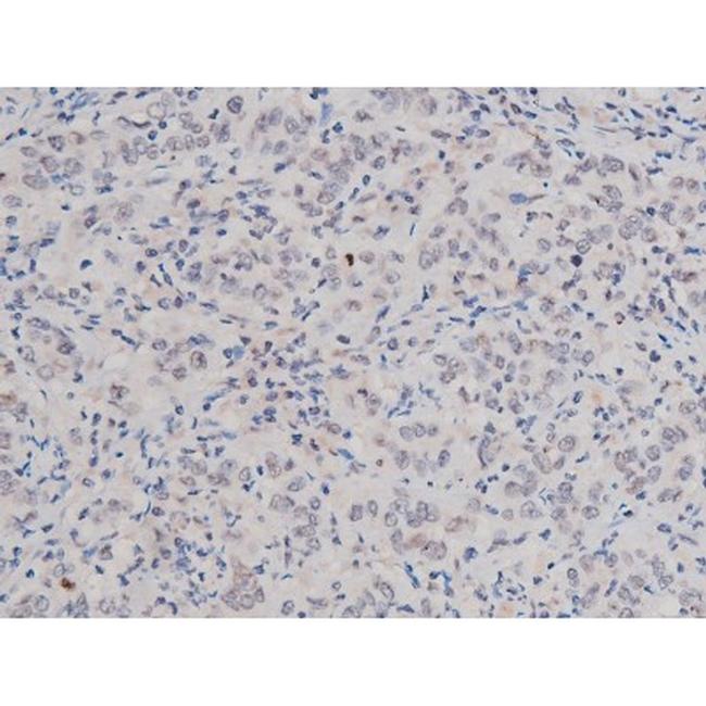 Phospho-Tau (Thr498) Antibody in Immunohistochemistry (Paraffin) (IHC (P))