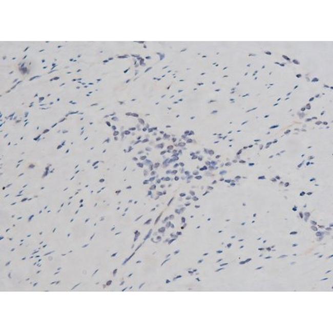 Phospho-Tau (Thr522) Antibody in Immunohistochemistry (Paraffin) (IHC (P))