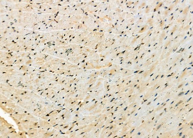 MIXL1 Antibody in Immunohistochemistry (Paraffin) (IHC (P))