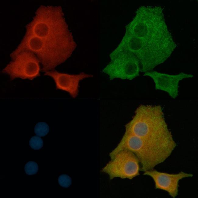 AGO1 Antibody in Immunocytochemistry (ICC/IF)