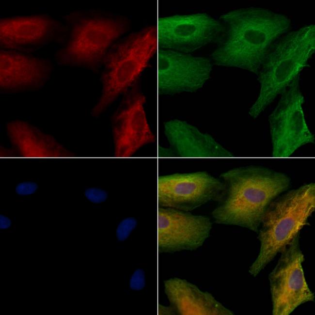 AKAP12 Antibody in Immunocytochemistry (ICC/IF)