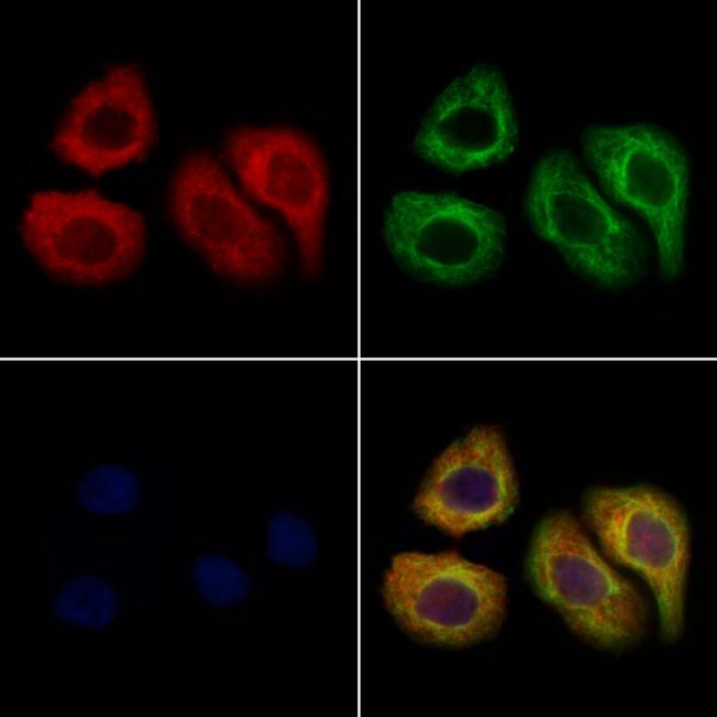 AMD1 Antibody in Immunocytochemistry (ICC/IF)