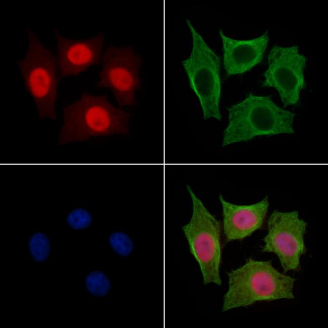 Anillin Antibody in Immunocytochemistry (ICC/IF)