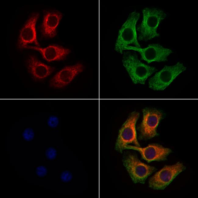 ApoA2 Antibody in Immunocytochemistry (ICC/IF)