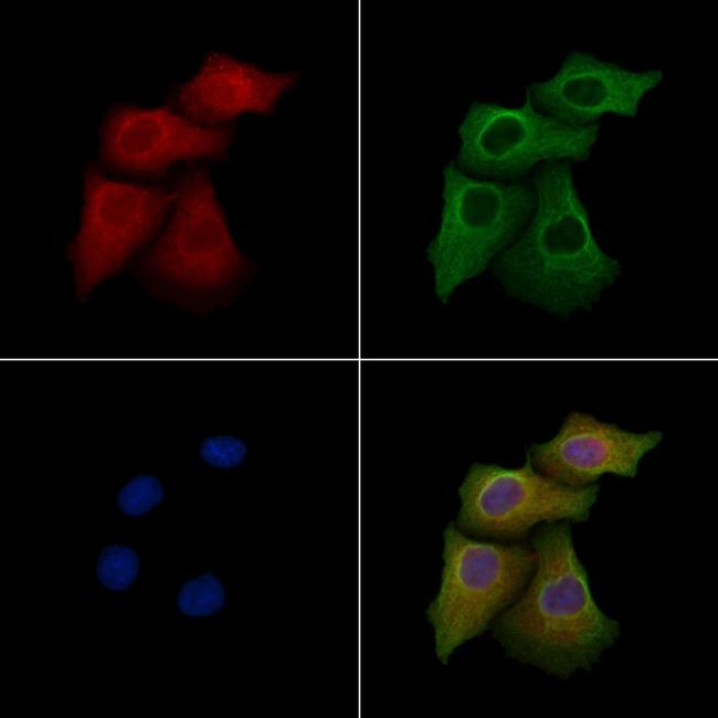 CD297 Antibody in Immunocytochemistry (ICC/IF)