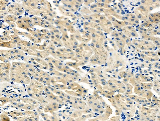 BHMT Antibody in Immunohistochemistry (Paraffin) (IHC (P))