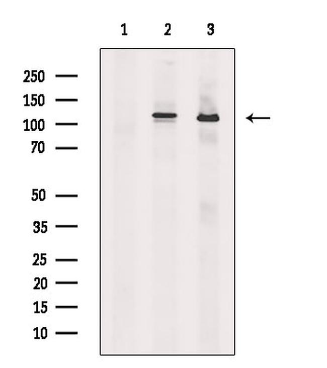 BIKE Antibody in Western Blot (WB)