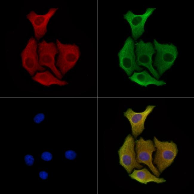 CTRP2 Antibody in Immunocytochemistry (ICC/IF)