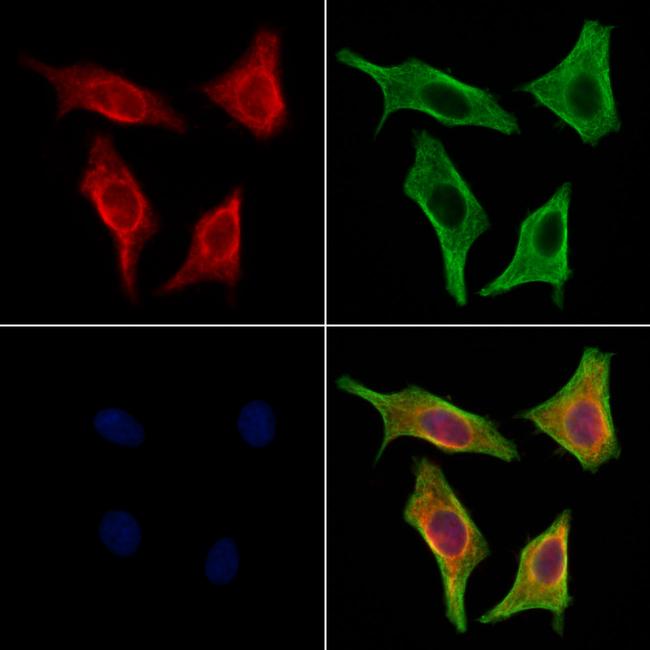 PMCA ATPase Antibody in Immunocytochemistry (ICC/IF)