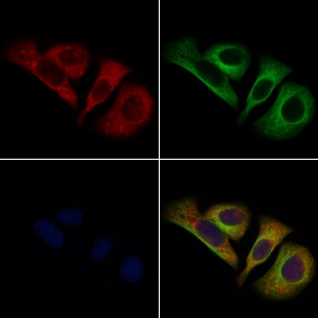 CELSR2 Antibody in Immunocytochemistry (ICC/IF)