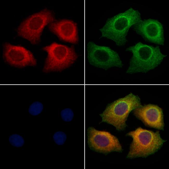 CHRM4 Antibody in Immunocytochemistry (ICC/IF)