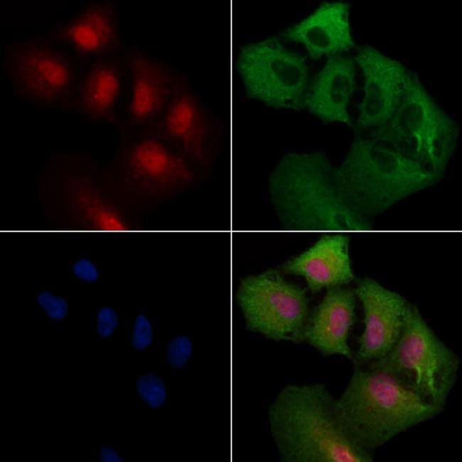 COPS2 Antibody in Immunocytochemistry (ICC/IF)