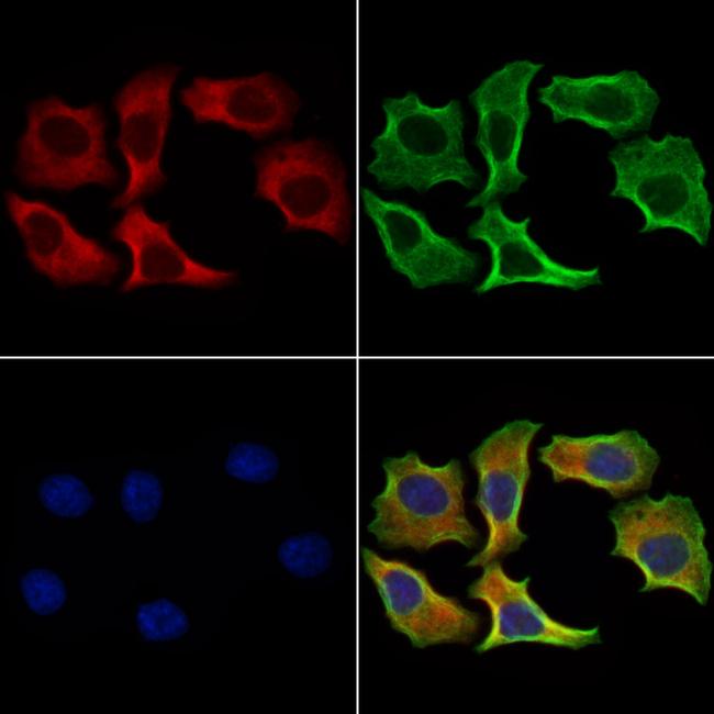 DHH Antibody in Immunocytochemistry (ICC/IF)