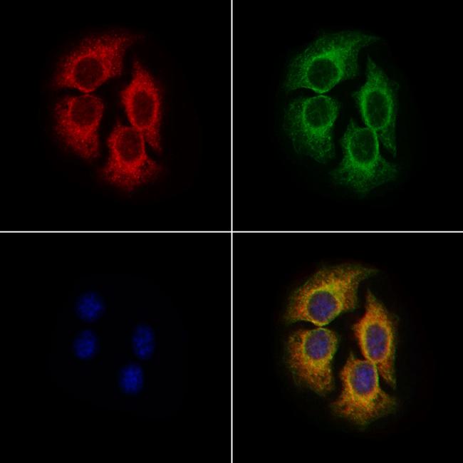 DHRS4 Antibody in Immunocytochemistry (ICC/IF)