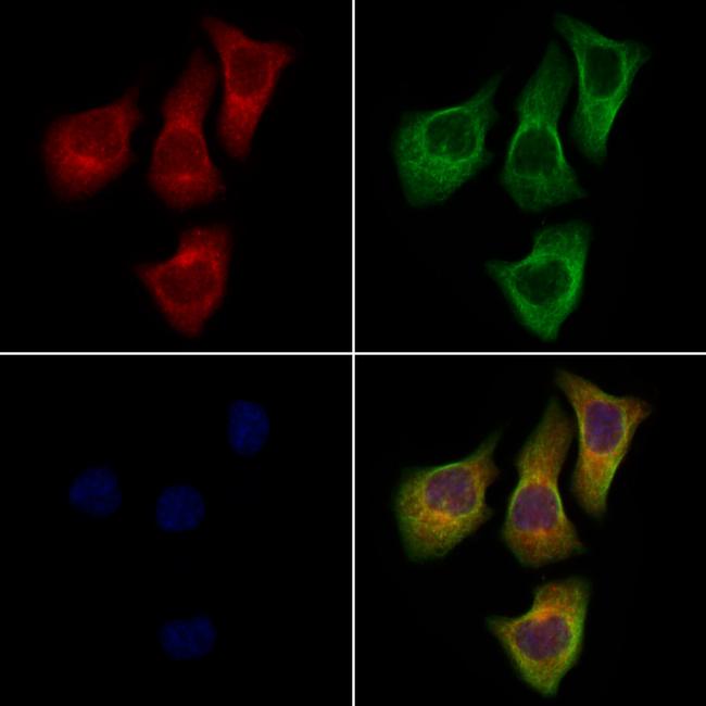 DPP6 Antibody in Immunocytochemistry (ICC/IF)