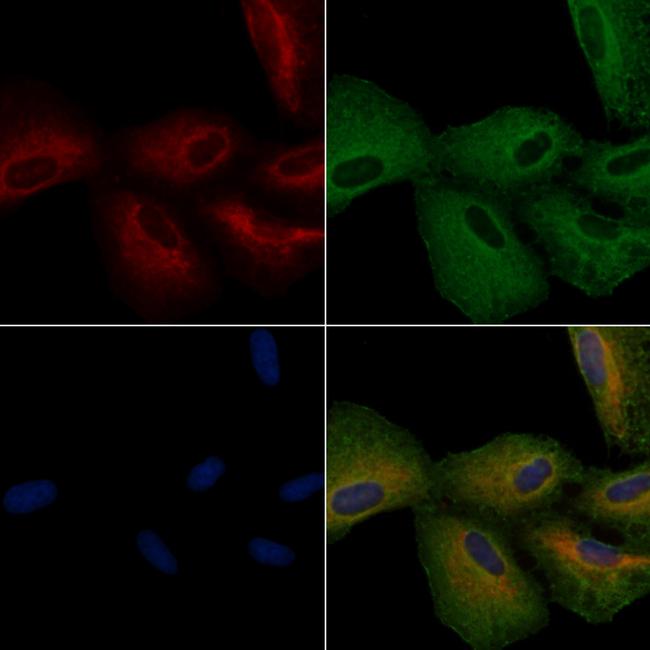 DRD2 Antibody in Immunocytochemistry (ICC/IF)