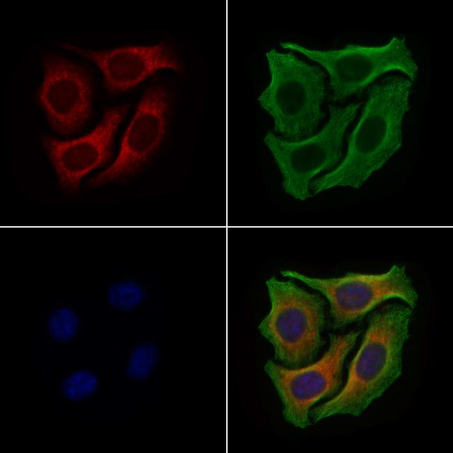 DYNC1H1 Antibody in Immunocytochemistry (ICC/IF)