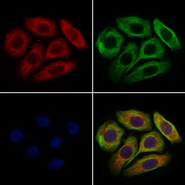 GLT-1 Antibody in Immunocytochemistry (ICC/IF)