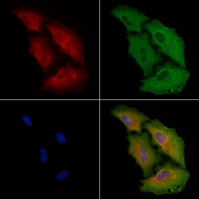 EEF1B2 Antibody in Immunocytochemistry (ICC/IF)