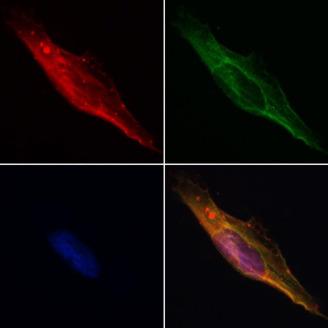 Flotillin 2 Antibody in Immunocytochemistry (ICC/IF)