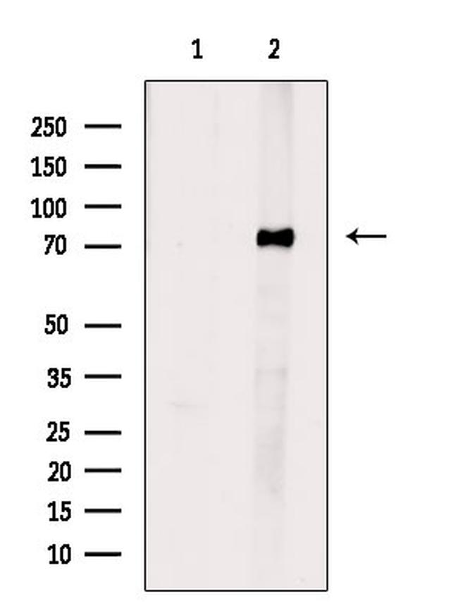 ESRP1 Antibody in Western Blot (WB)