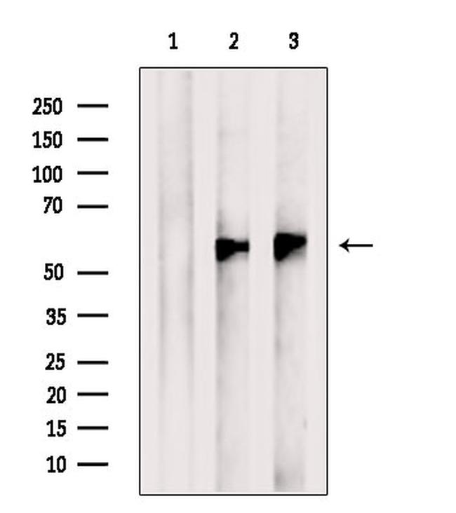 ESRRG Antibody in Western Blot (WB)