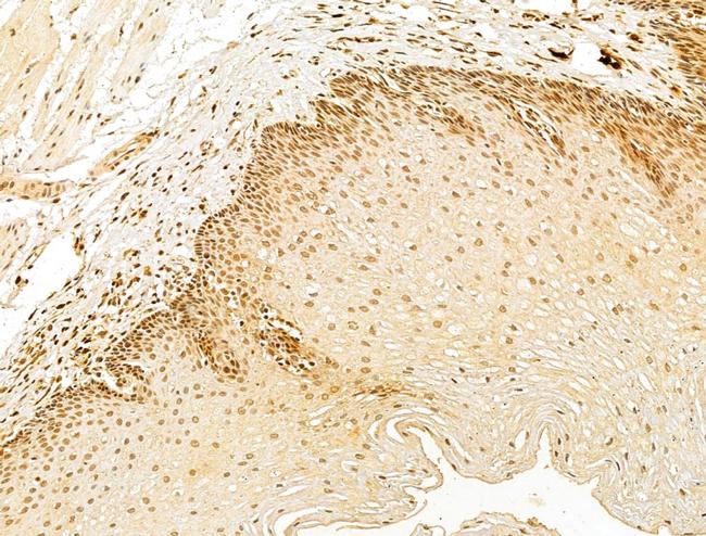 FARSB Antibody in Immunohistochemistry (Paraffin) (IHC (P))