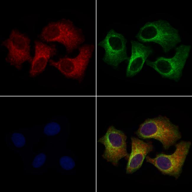 Filamin B Antibody in Immunocytochemistry (ICC/IF)