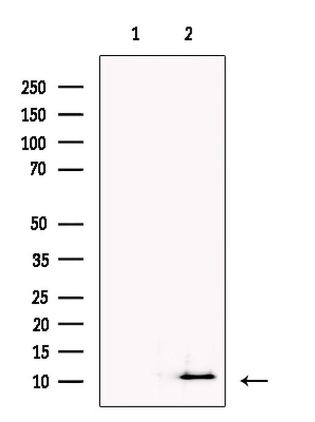 NPFF Antibody in Western Blot (WB)