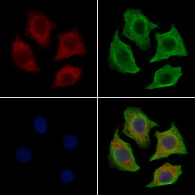 FRS2 Antibody in Immunocytochemistry (ICC/IF)