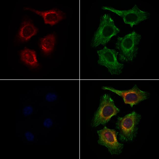 FZD9 Antibody in Immunocytochemistry (ICC/IF)