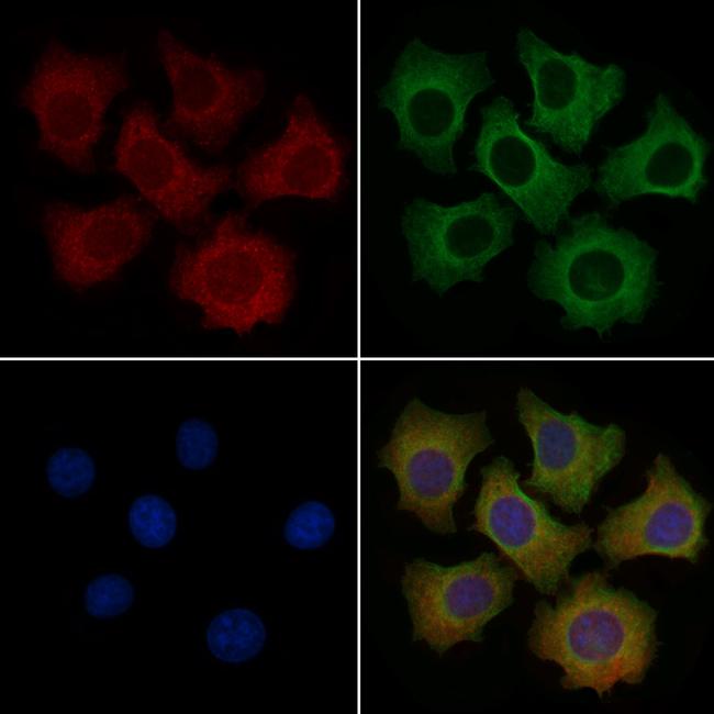 GDF11 Antibody in Immunocytochemistry (ICC/IF)