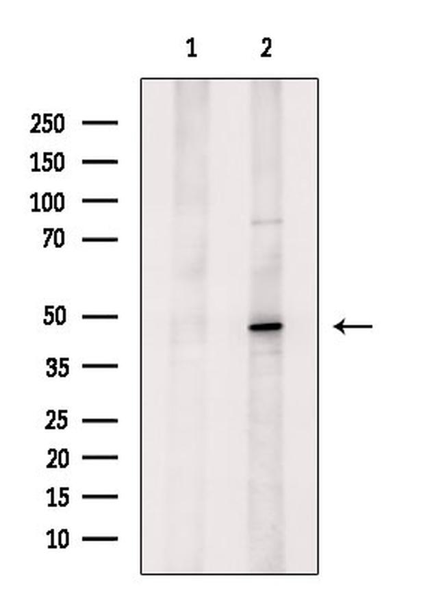 GFI1 Antibody in Western Blot (WB)