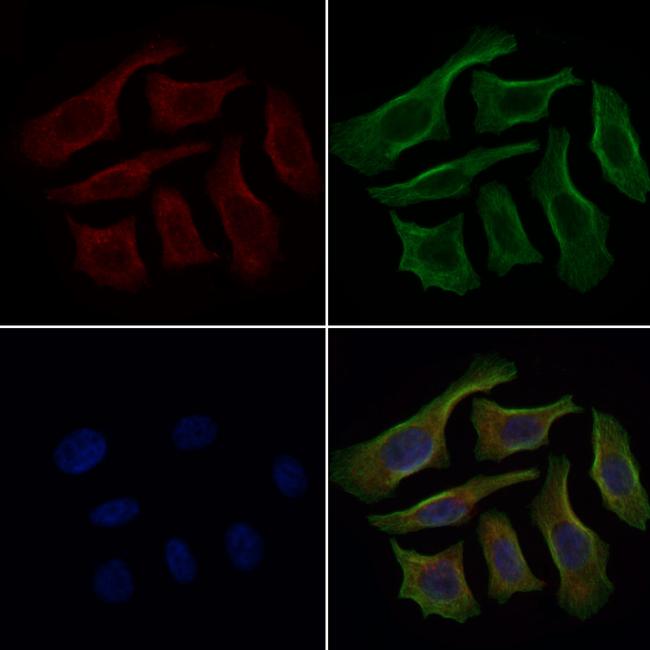 CRG-L2 Antibody in Immunocytochemistry (ICC/IF)