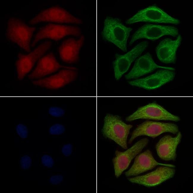 GLRX2 Antibody in Immunocytochemistry (ICC/IF)