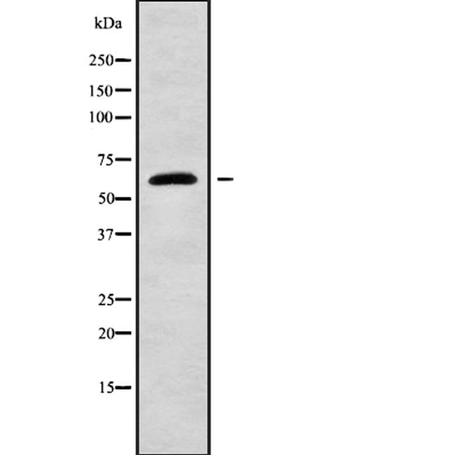 Nucleostemin Antibody in Western Blot (WB)