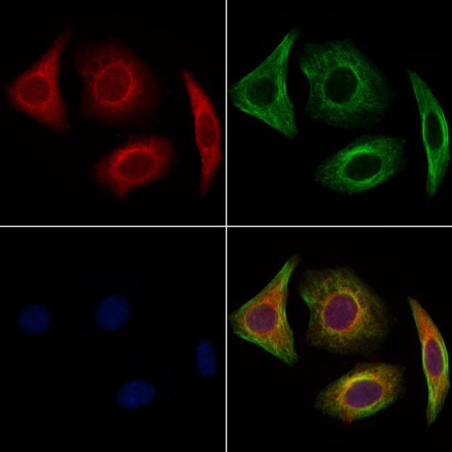 GOLGA1 Antibody in Immunocytochemistry (ICC/IF)